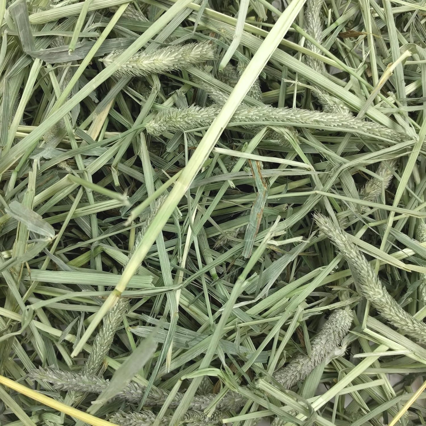 Animal Health Western Timothy Hay - All Natural Hay for Rabbits, Guinea Pigs, Chinchillas, Hamsters & Gerbils -Veterinarian Recommended- Grown in the USA-90 Oz.